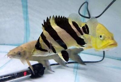 虎魚一年能長多大？ 虎魚一年能長多大？ 虎魚百科 第1張