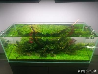 米長魚缸養冷水魚攻略，精選適宜品種及養護要點