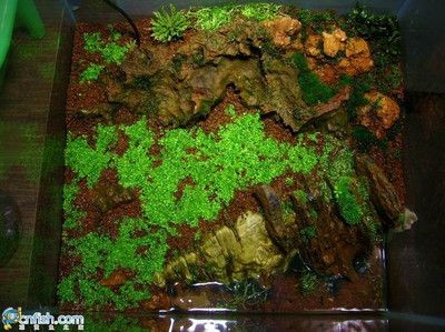 米長魚缸養冷水魚攻略，精選適宜品種及養護要點