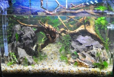 米長魚缸養冷水魚攻略，精選適宜品種及養護要點