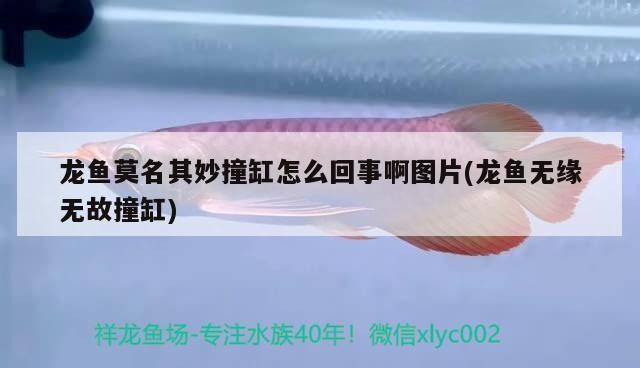 魚(yú)無(wú)故撞缸引關(guān)注，原因成謎，相關(guān)圖片