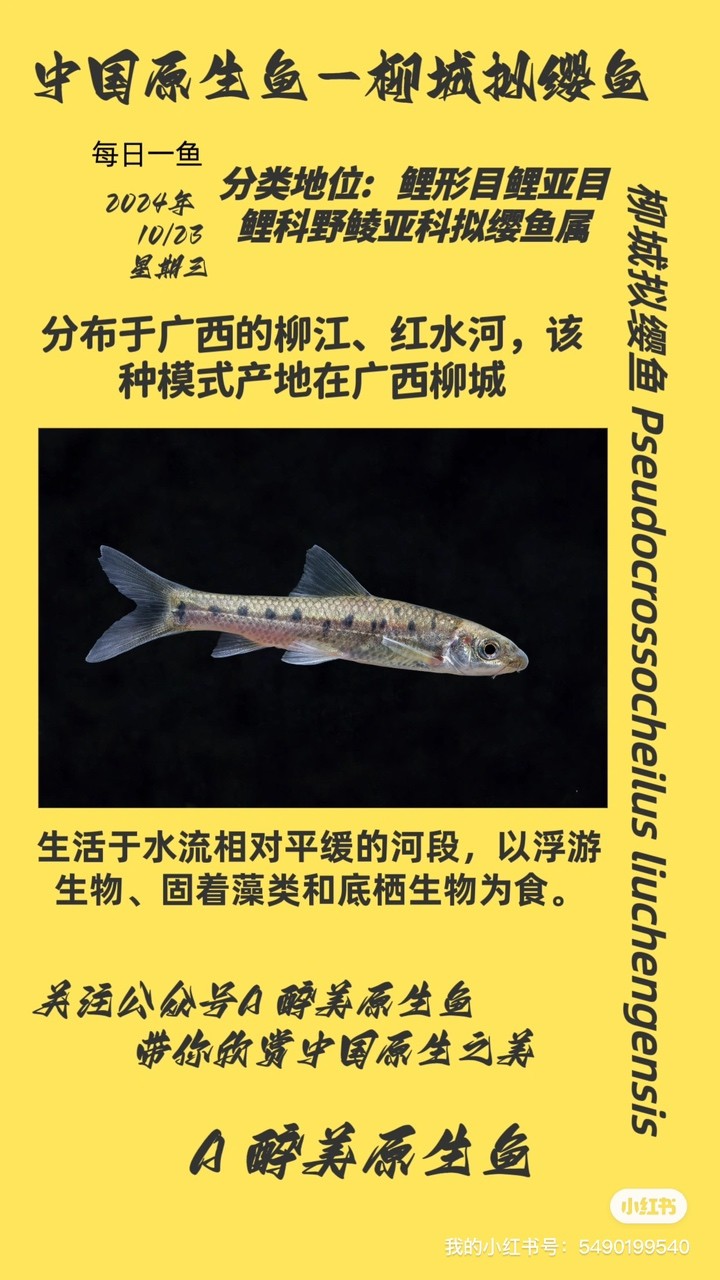 城擬纓魚，獨特生靈的生態奧秘與生存現狀 城擬纓魚，獨特生靈的生態奧秘與生存現狀 龍魚論壇