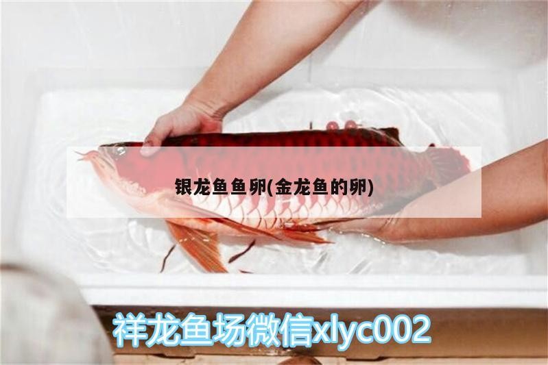 龍魚魚卵（金龍魚的卵）之謎，孵化、養護與珍稀價值全 龍魚魚卵（金龍魚的卵）之謎，孵化、養護與珍稀價值全 銀龍魚百科