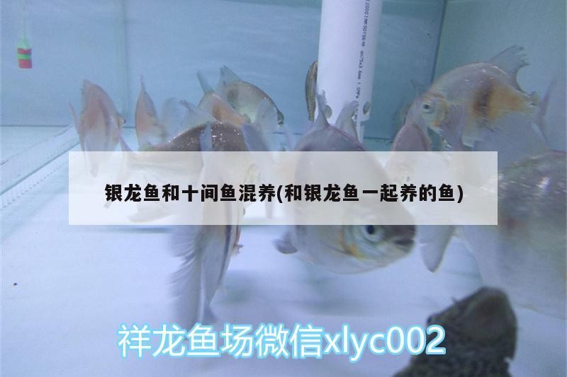 龍魚與十間魚混養攻略，適配環境、喂食