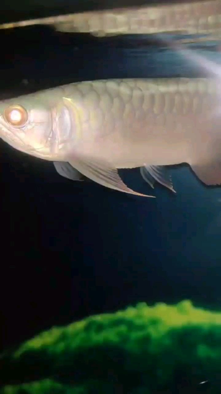 角龍魚適宜水溫揭秘，多少度最合適養這種獨特