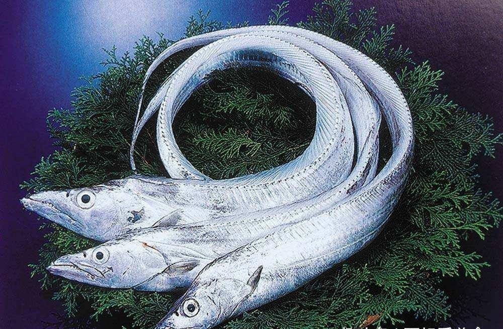 帶魚高清圖片大賞,帶魚圖片大全,領略帶