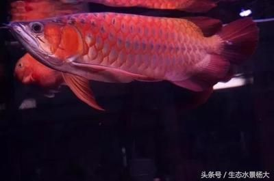 魚進食少緣由何在? 龍魚百科 第2張 魚進食少緣由何在? 魚進食少緣由何在? 龍魚百科 第2張