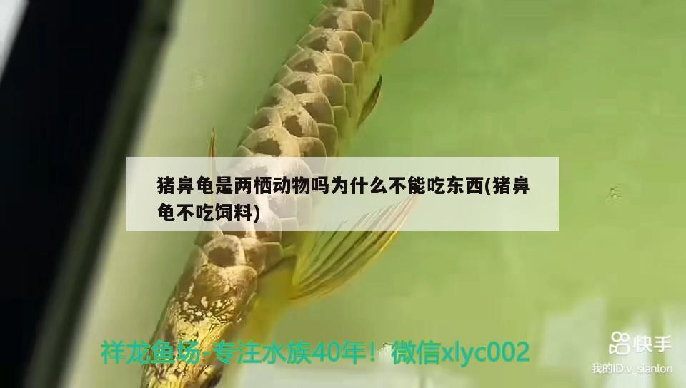 鼻龜非兩棲屬水龜，拒食飼料緣何因