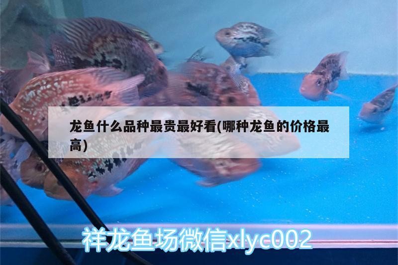 紅底黑龍旗的官方認可度，紅底黑龍旗文化演變的簡明圖文指南 紅底黑龍旗的官方認可度，紅底黑龍旗文化演變的簡明圖文指南 龍魚百科 第1張