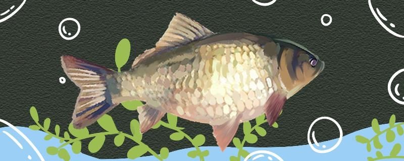 魚缸用增氧泵價格是多少:魚缸增氧機-xtrac增氧機-xtrac增氧機 吃口太輕原因何在? 銀龍魚百科 吃口太輕原因何在? 吃口太輕原因何在? 銀龍魚百科