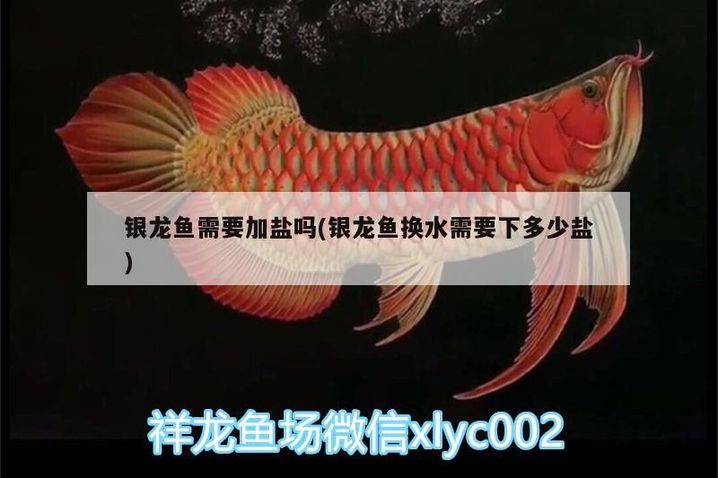 紅底黑龍旗的官方認可度，紅底黑龍旗文化演變的簡明圖文指南 紅底黑龍旗的官方認可度，紅底黑龍旗文化演變的簡明圖文指南 龍魚百科 第2張