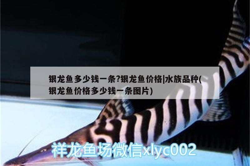 龍魚價格全解析，多少錢一條？