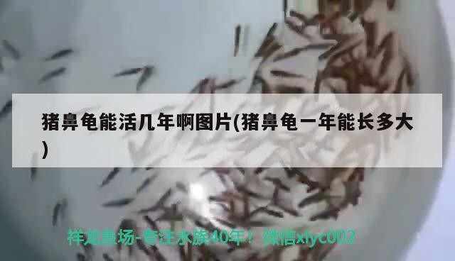 鼻龜壽命及生長，能活幾年？一年長多大？