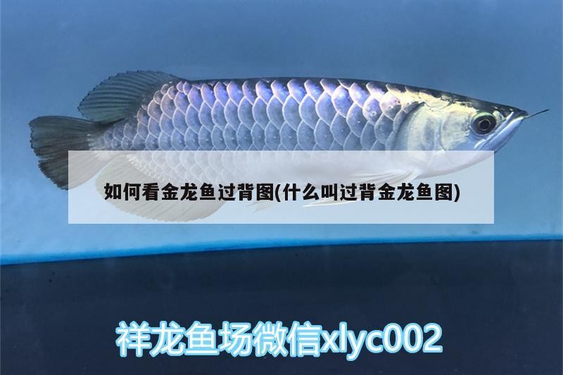 背金龍魚圖鑒賞指南，如何看懂金龍魚過