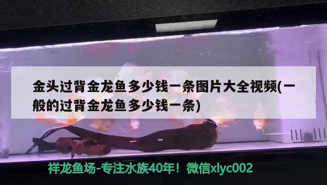 頭過背金龍魚價格及圖片視頻大全，普通過背金龍魚售價多少