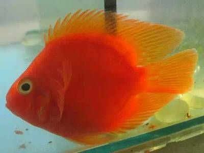 魚養幾條風水最佳？