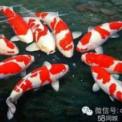 魚喂顆粒飼料弊端凸顯，祥龍魚場養殖技術優勢 魚喂顆粒飼料弊端凸顯，祥龍魚場養殖技術優勢 vs祥龍魚場 第3張