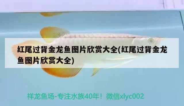 尾過背金龍魚圖片欣賞大全，領略其獨特魅力