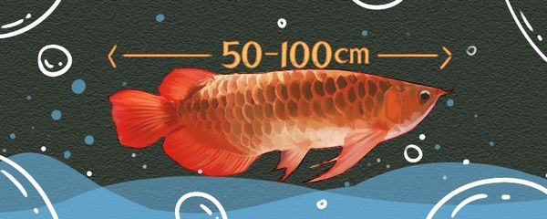 龍魚最大體長(zhǎng)揭秘，最大可長(zhǎng)至170