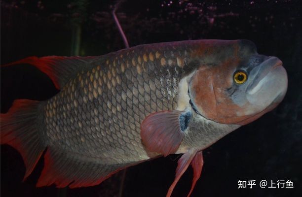 龍魚發(fā)色技巧揭秘，選對飼料與環(huán)境，打造