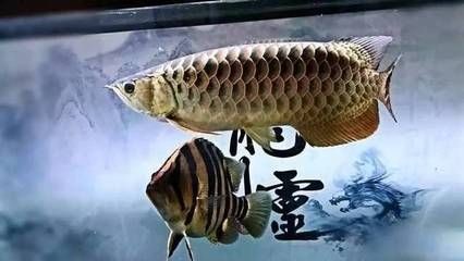 魟混養之選，泰國短身元寶鯽魚及適宜搭配