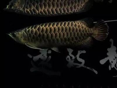 魟混養之選，泰國短身元寶鯽魚及適宜搭配