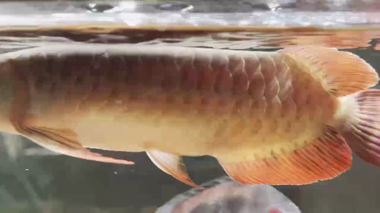 入門紅龍，開啟神秘奇幻的紅龍探索奇妙之旅