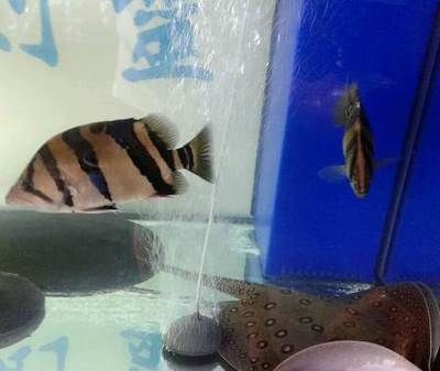 魚(yú)魟魚(yú)品種價(jià)格揭秘，公魚(yú)價(jià)格及市場(chǎng)行情全