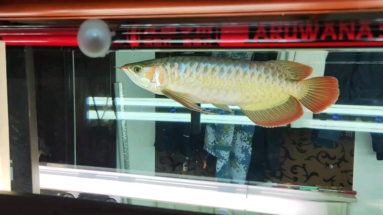 啥時(shí)候才能紅