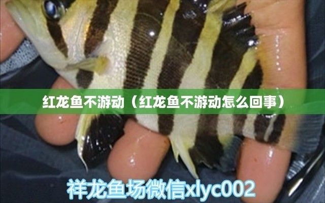 紅龍魚不愛游動怎么回事兒：紅龍魚不愛游動可能是由于多種原因造成的環(huán)境因素造成的