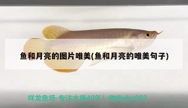 魚和月亮的圖片唯美(魚和月亮的唯美句子)