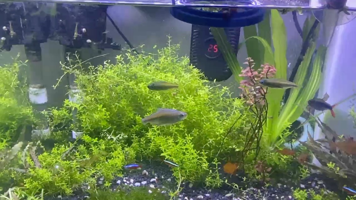 打理