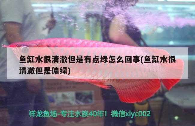 魚缸水很清澈但是有點綠怎么回事(魚缸水很清澈但是偏綠)