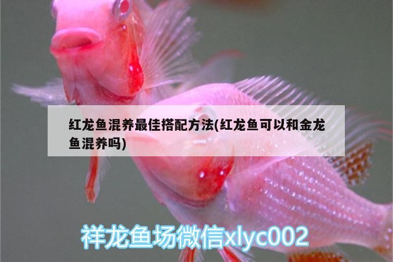 伊罕石英球多久更換一個：魚缸下濾改造最佳方法誰知道