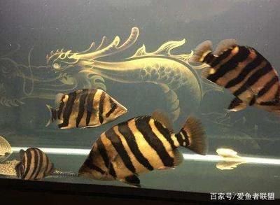 虎魚身上有白膜蹭缸：虎魚身上出現白膜蹭缸怎么辦