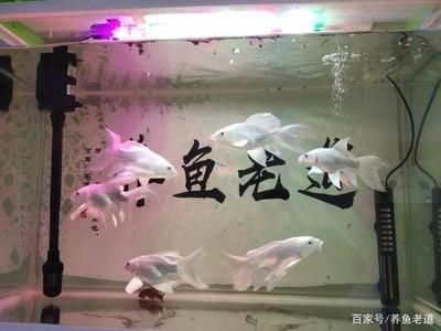80cm的魚缸能養幾條蝴蝶鯉呢：80cm的魚缸養蝴蝶鯉的數量并不是固定，而是需要考慮多種因素
