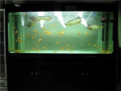過背金龍魚怎么養(yǎng)殖的呢：養(yǎng)殖過背金龍魚的詳細(xì)方法