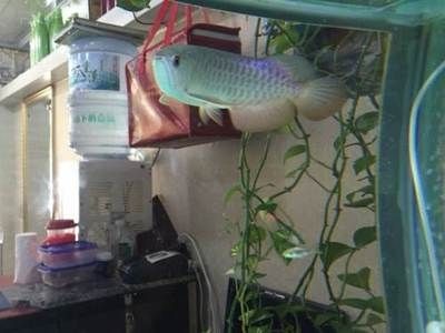 過背金龍魚怎么養(yǎng)殖的呢：養(yǎng)殖過背金龍魚的詳細(xì)方法
