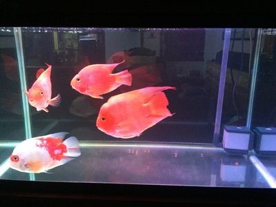 觀賞魚買賣網(wǎng)站（27篇觀賞魚買賣網(wǎng)站地址觀賞魚買賣網(wǎng)站地址） 觀賞魚買賣網(wǎng)站（27篇觀賞魚買賣網(wǎng)站地址觀賞魚買賣網(wǎng)站地址） 創(chuàng)寧水族 第1張
