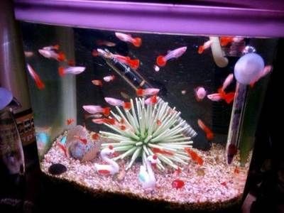 觀賞魚買賣網(wǎng)站（27篇觀賞魚買賣網(wǎng)站地址觀賞魚買賣網(wǎng)站地址） 觀賞魚買賣網(wǎng)站（27篇觀賞魚買賣網(wǎng)站地址觀賞魚買賣網(wǎng)站地址） 創(chuàng)寧水族 第3張