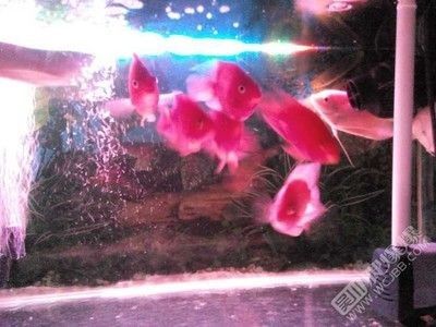 觀賞魚買賣網(wǎng)站（27篇觀賞魚買賣網(wǎng)站地址觀賞魚買賣網(wǎng)站地址） 觀賞魚買賣網(wǎng)站（27篇觀賞魚買賣網(wǎng)站地址觀賞魚買賣網(wǎng)站地址） 創(chuàng)寧水族 第4張