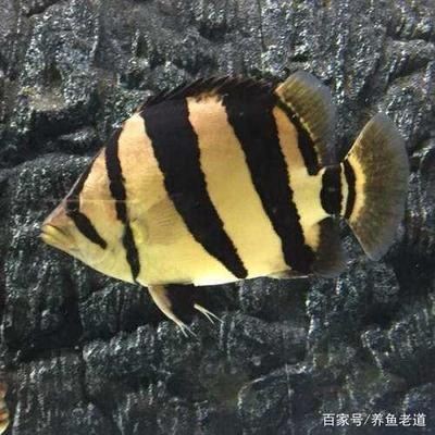 虎魚有些明有些暗怎么辦:如何改善虎魚體色 虎魚百科 第2張 虎魚有些明有些暗怎么辦:如何改善虎魚體色 虎魚有些明有些暗怎么辦:如何改善虎魚體色 虎魚百科 第2張