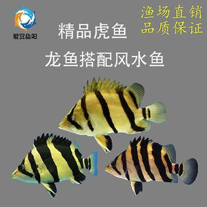 4紋印尼虎價格：四紋印尼虎價格可以根據魚的尺寸、品相以及是否包肚