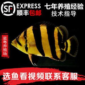 4紋印尼虎價格：四紋印尼虎價格可以根據魚的尺寸、品相以及是否包肚