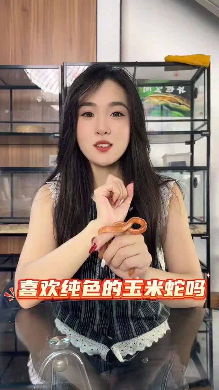 喜歡純色的玉米蛇嗎