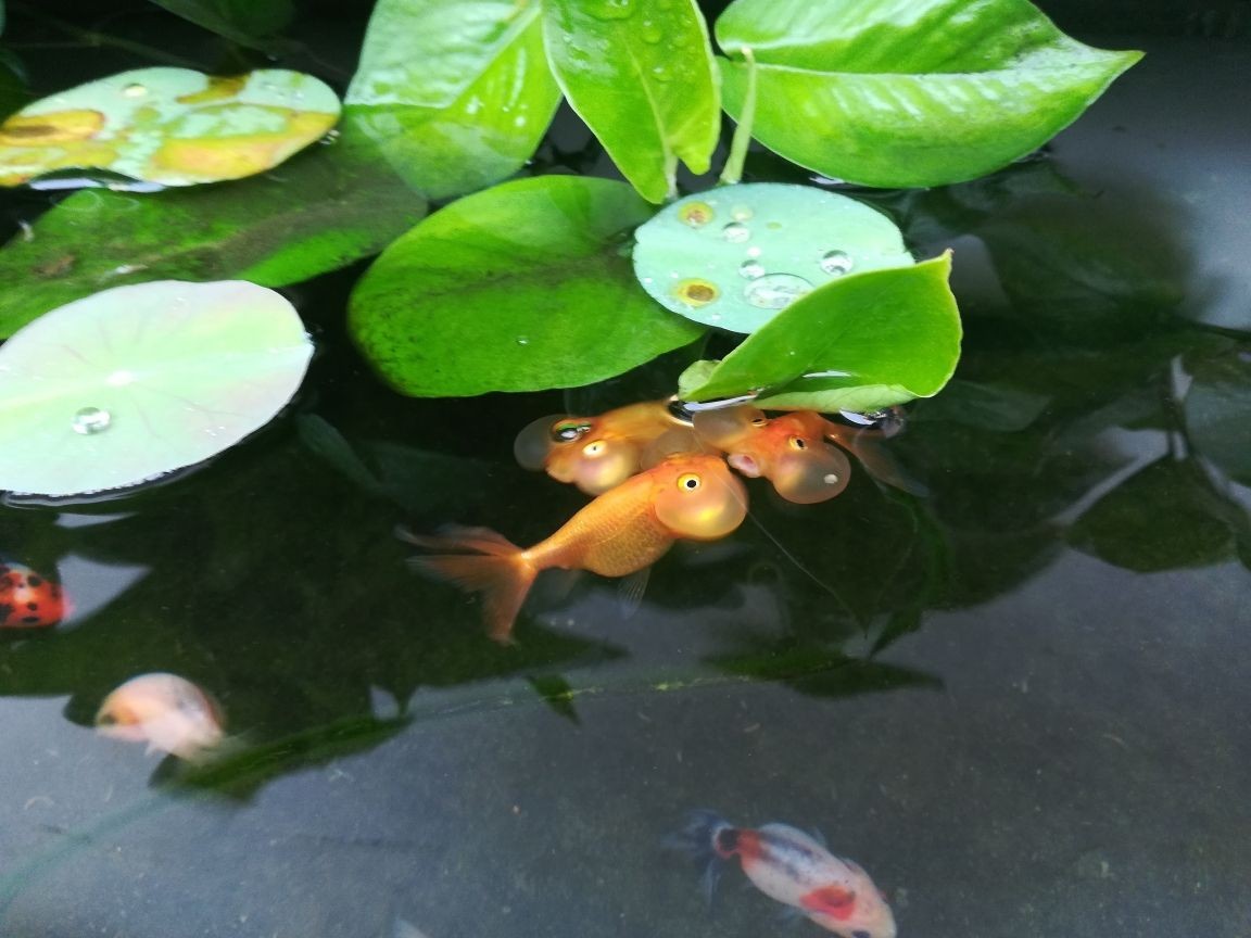 龍魚(yú)吃豬肉嗎_
