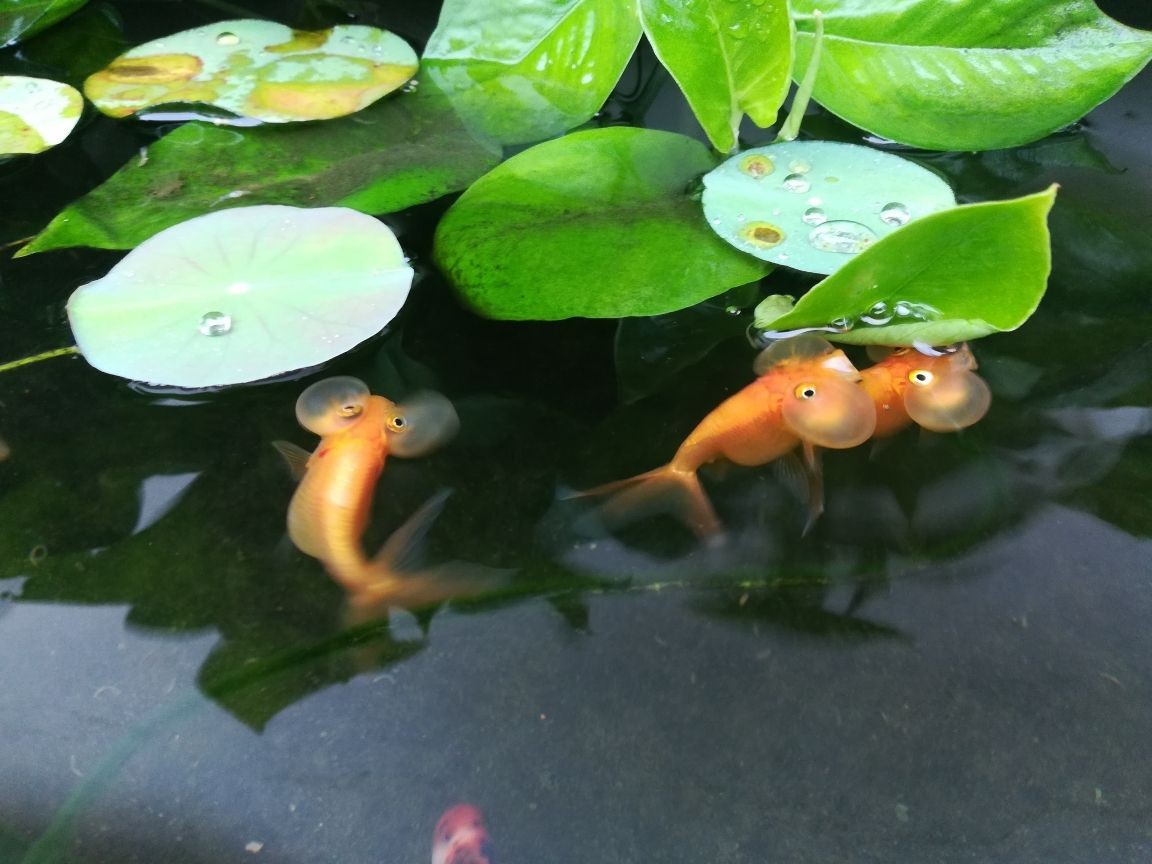 龍魚(yú)吃豬肉嗎_