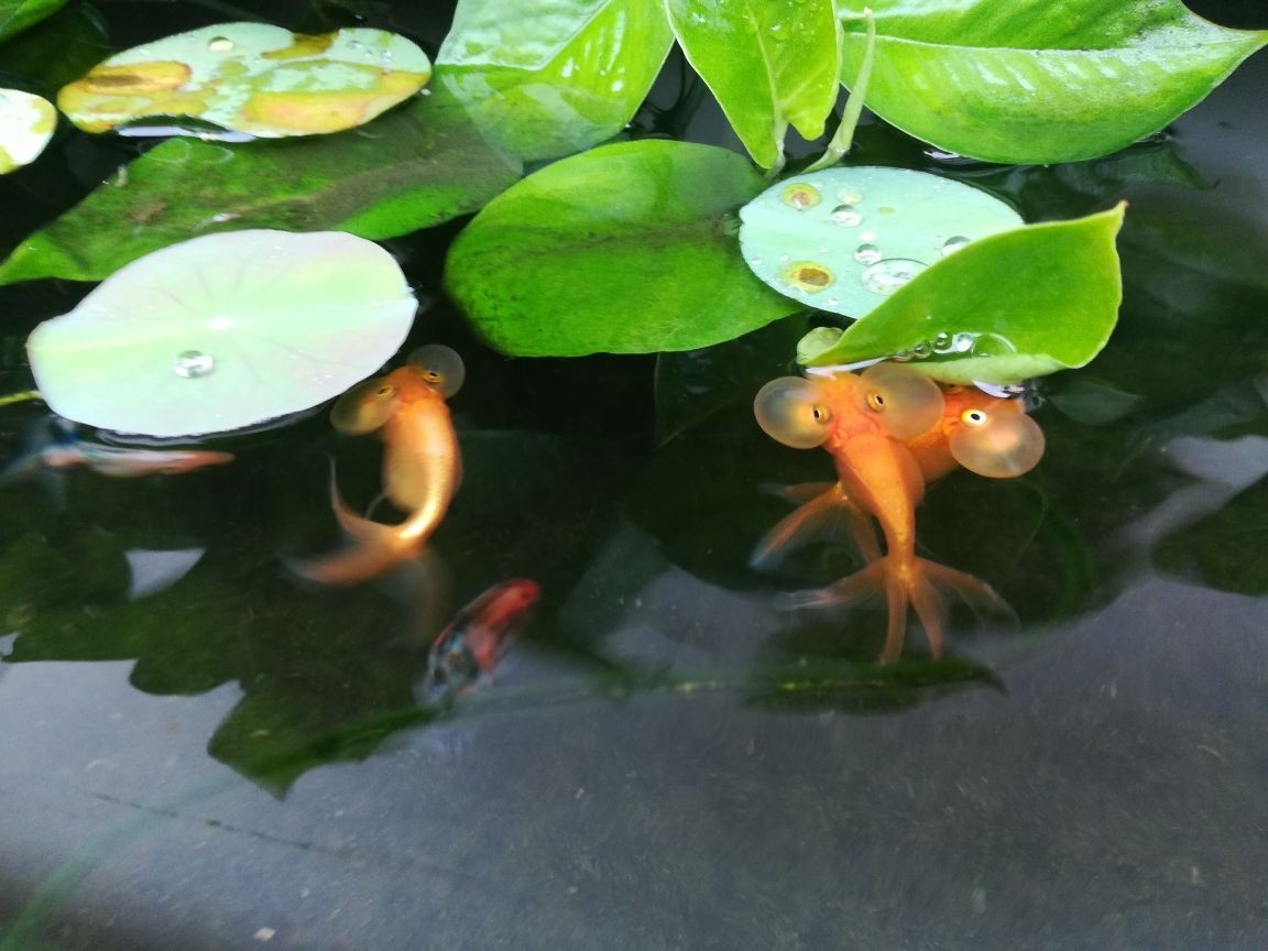 龍魚(yú)吃豬肉嗎_