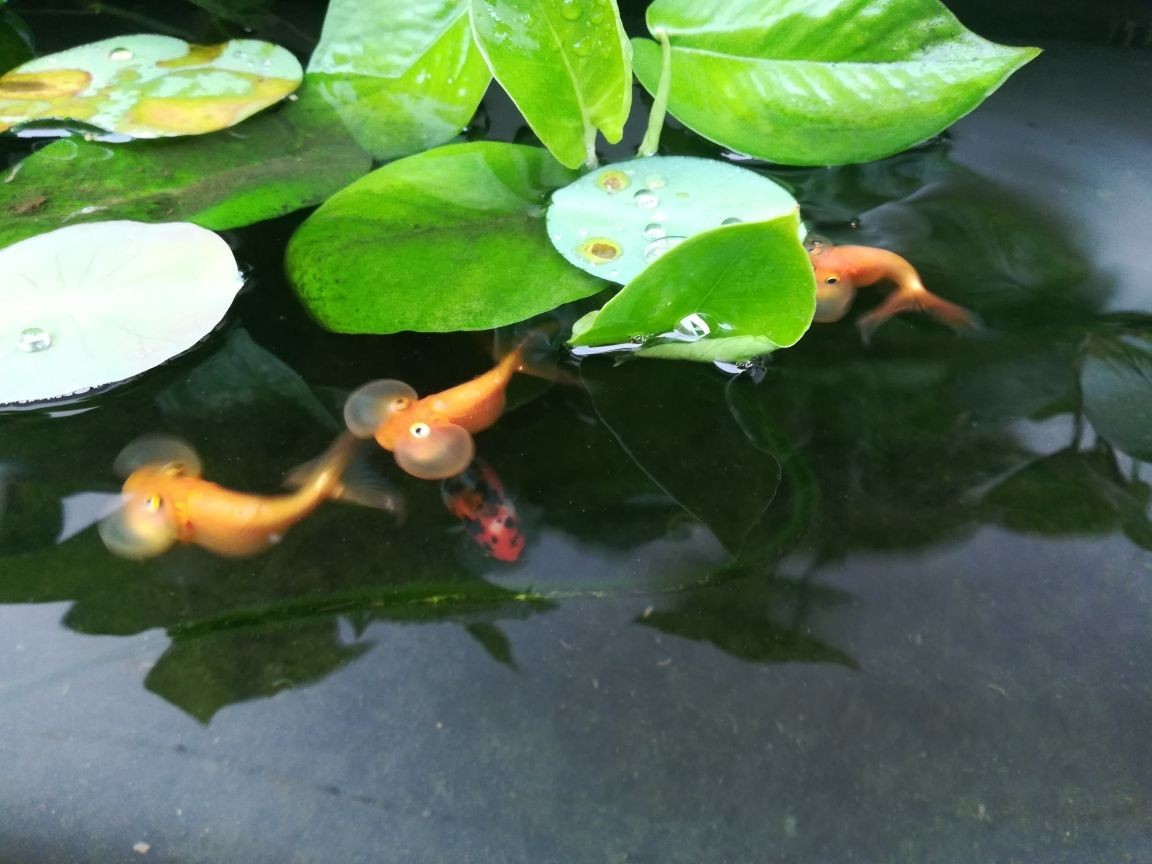龍魚(yú)吃豬肉嗎_