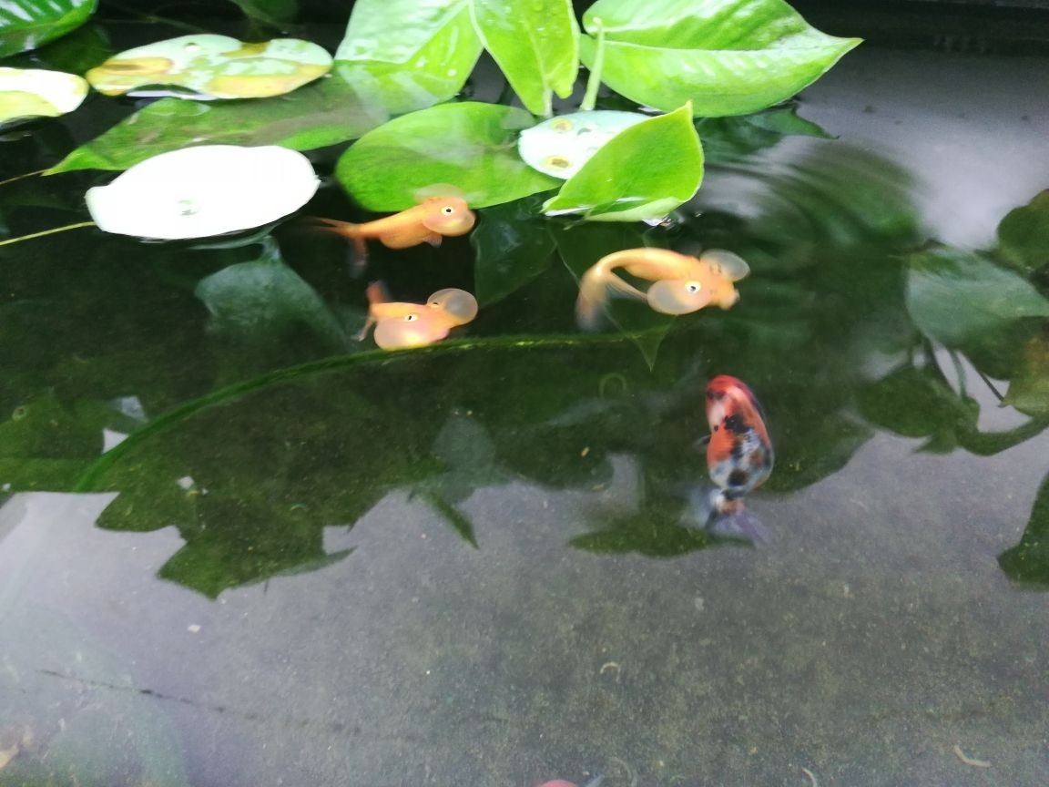 龍魚(yú)吃豬肉嗎_